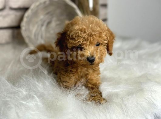 Üst Kalite Toy Poodle Yavrularım