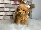 Üst Kalite Toy Poodle Yavrularım