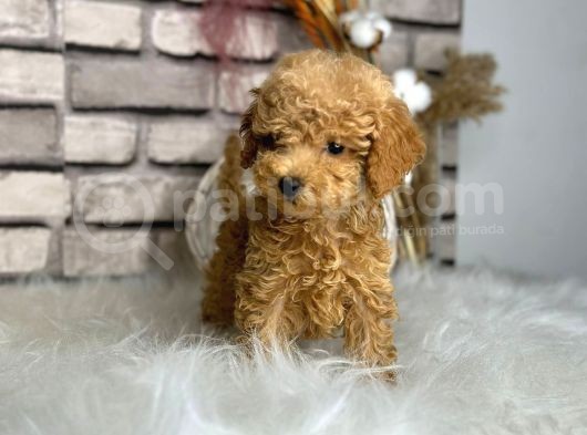 Üst Kalite Toy Poodle Yavrularım görsel