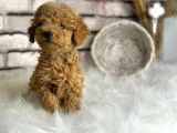 Üst Kalite Toy Poodle Yavrularım