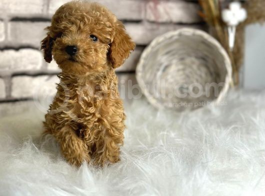 Üst Kalite Toy Poodle Yavrularım görsel