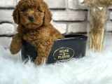 kıvırcık tüy yumağı toy poodle yavrularım