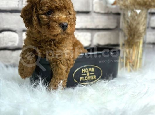 Kıvırcık Tüy Yumağı Toy Poodle Yavrularım görsel