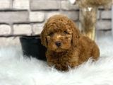 Kıvırcık Tüy Yumağı Toy Poodle Yavrularım