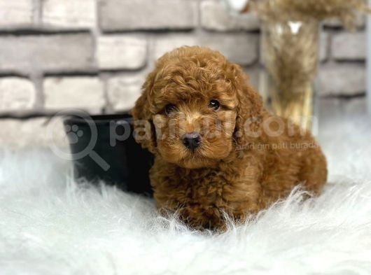 Kıvırcık Tüy Yumağı Toy Poodle Yavrularım görsel