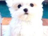 Maltesse Terrier Cinsi Güzel Yavrular 
