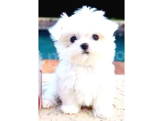 Maltesse Terrier Cinsi Güzel Yavrular 