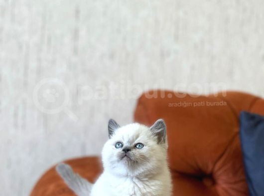 Safkan Güzelli̇k Bri̇ti̇sh Blue Poi̇nt Yavrumuz görsel