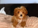 TOOY POODLE YAVRUMUZ 0 TEACUP 