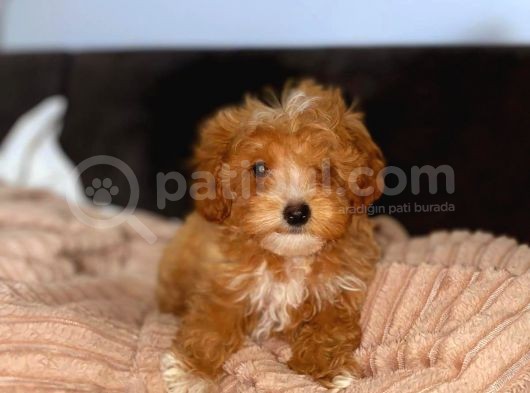 Tooy Poodle Yavrumuz 0 Teacup 