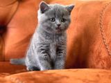 Oyuncu Blue Safkan Bri̇ti̇sh Shorthai̇r Yavru