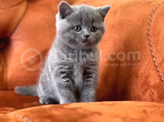 Oyuncu Blue Safkan Bri̇ti̇sh Shorthai̇r Yavru görsel
