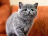Oyuncu Blue Safkan Bri̇ti̇sh Shorthai̇r Yavru