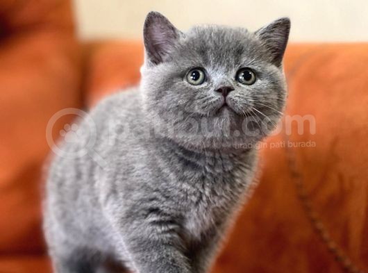 Oyuncu Blue Safkan Bri̇ti̇sh Shorthai̇r Yavru görsel