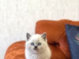 Safkan Güzelli̇k Bri̇ti̇sh Blue Poi̇nt Yavrumuz