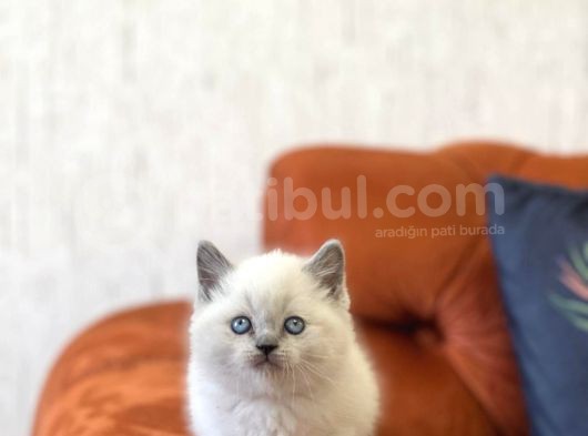 Safkan Güzelli̇k Bri̇ti̇sh Blue Poi̇nt Yavrumuz görsel