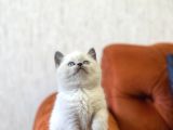 SAFKAN GÜZELLİK BRİTİSH BLUE POİNT YAVRUMUZ