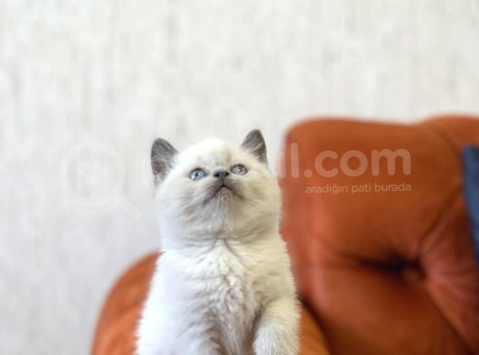 Safkan Güzelli̇k Bri̇ti̇sh Blue Poi̇nt Yavrumuz