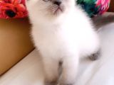 Lolita Maviş  Bebek
