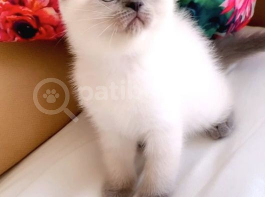 Lolita Maviş  Bebek görsel