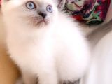 Lolita Maviş  Bebek