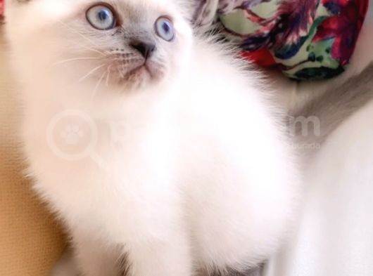 Lolita Maviş  Bebek