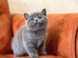 OYUNCU BLUE SAFKAN BRİTİSH SHORTHAİR YAVRU