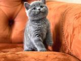 Oyuncu Blue Safkan Bri̇ti̇sh Shorthai̇r Yavru