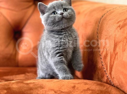 Oyuncu Blue Safkan Bri̇ti̇sh Shorthai̇r Yavru görsel