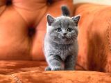 Oyuncu Blue Safkan Bri̇ti̇sh Shorthai̇r Yavru