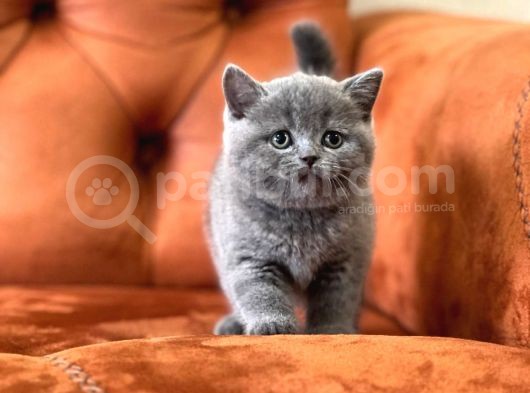 Oyuncu Blue Safkan Bri̇ti̇sh Shorthai̇r Yavru görsel
