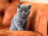 Oyuncu Blue Safkan Bri̇ti̇sh Shorthai̇r Yavru