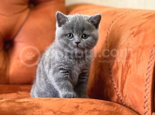 Oyuncu Blue Safkan Bri̇ti̇sh Shorthai̇r Yavru görsel