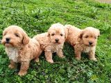 Poodle Ayarında Maltipoo Bebekler