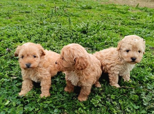 Poodle Ayarında Maltipoo Bebekler görsel