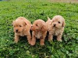 Poodle Ayarında Maltipoo Bebekler