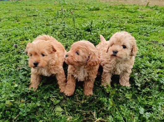 Poodle Ayarında Maltipoo Bebekler