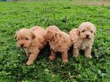 Poodle Ayarında Maltipoo Bebekler