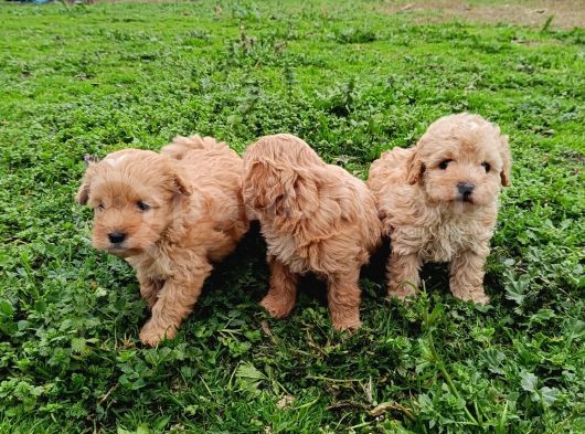 Poodle Ayarında Maltipoo Bebekler görsel