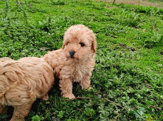 Poodle Ayarında Maltipoo Bebekler görsel