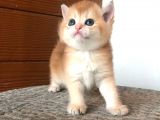 A kalite BRİTİSH SHORTHAİR GOLDEN  yavrular