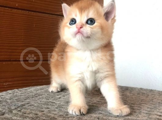 A Kalite Bri̇ti̇sh Shorthai̇r Golden  Yavrular