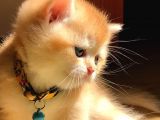 A Kalite Bri̇ti̇sh Shorthai̇r Golden  Yavrular