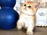 A Kalite Bri̇ti̇sh Shorthai̇r Golden  Yavrular