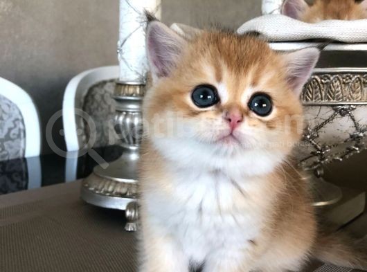 A Kalite Bri̇ti̇sh Shorthai̇r Golden  Yavrular görsel