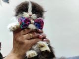 British Longhair Bicolor Özel Renk Nadi̇r Bulunur