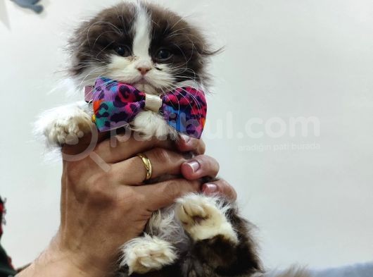 British Longhair Bicolor Özel Renk Nadi̇r Bulunur görsel