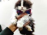 BRITISH LONGHAIR BICOLOR ÖZEL RENK NADİR BULUNUR