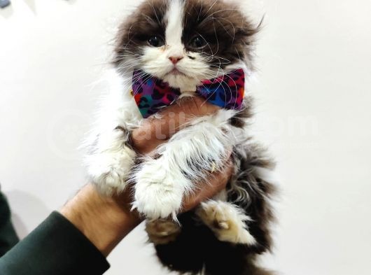British Longhair Bicolor Özel Renk Nadi̇r Bulunur