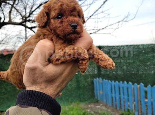 Toy Poddle Dişi Erkek Yavrular görsel